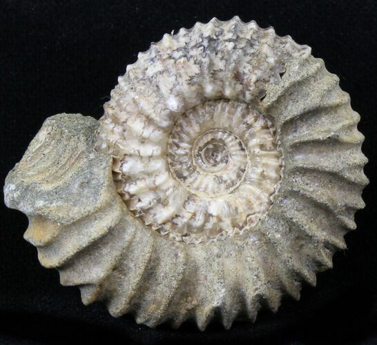 Pavlovia Ammonite Fossil - Siberia #29714